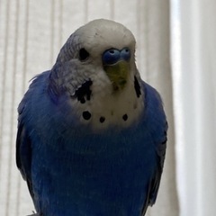 セキセイインコを探しています。