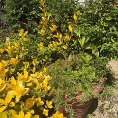 植物たくさんお譲りします。ソテツ、ヤマユリなど種類豊富です。の画像