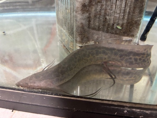 (価格交渉可能)肺魚プロトプテルスエチオピクスコンギクス