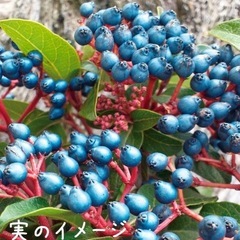 ビバーナムティヌスの画像