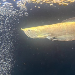アルビノシルバーアロワナの画像
