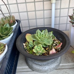 多肉植物の寄植え②の画像
