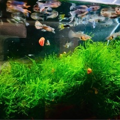 ウィローモス　100g 無農薬の画像