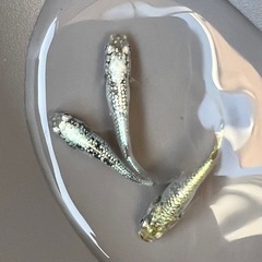【現物トリオ】レックウザ③の画像