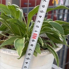 ホスタ・ギボウシ鉢植えの画像