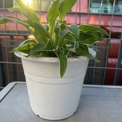 ホスタ・ギボウシ鉢植えの画像