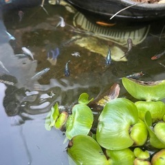 メダカ　　MIX10匹➕α🐟❗️の画像