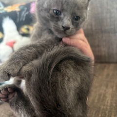グレーのもふもふ子猫
