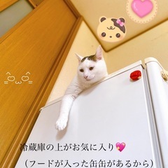 別サイトにてトライアル決定/スイ【同胎の兄妹 テン】 - 猫