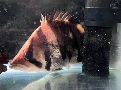 ダトニオプラスワン約20cm
