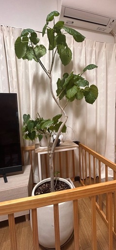【受け渡し予定者決定】観葉植物　ウンベラータ　　　