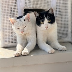会社に住み着いた猫の里親募集中