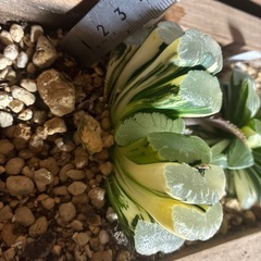 ハオルチア　玉扇錦の画像