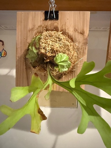 ?️ビカクシダ　リドレイ?️