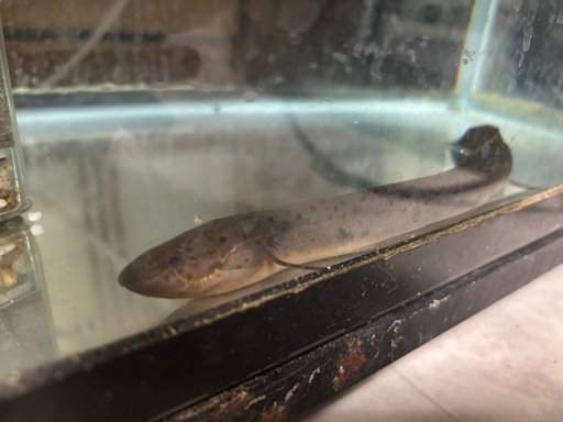 (価格交渉可能)肺魚プロトプテルスドロイ
