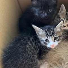 可愛い子猫2匹ずつのペア①