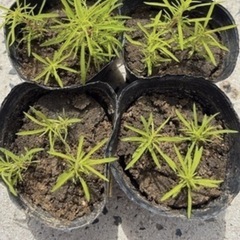 【残りわずかです‼️】コキア苗②の画像