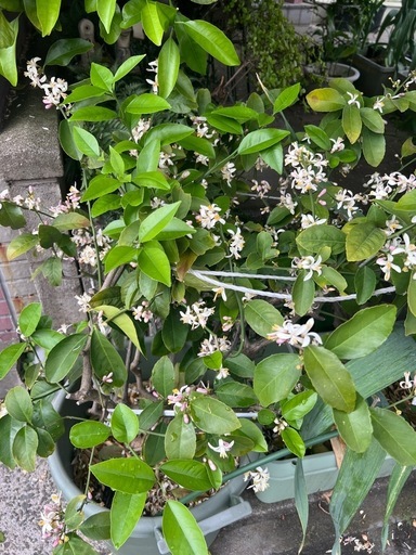 毎年実がなるライムの木開花中