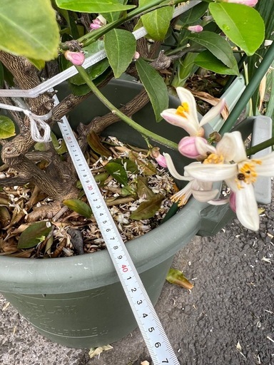毎年実がなるライムの木開花中