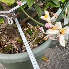 毎年実がなるライムの木開花中の画像