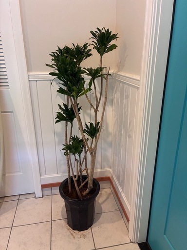 43【ドラセナ・コンパクタ約140cm】大型観葉植物｜西海岸インテリア｜ 43【ドラセナ・コンパクタ約140cm】大型観葉植物｜西海岸インテリア