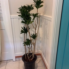 43【ドラセナ・コンパクタ約140cm】大型観葉植物｜西海岸インテリア｜リゾートスタイル｜BLUE DOOR PLANTSの画像
