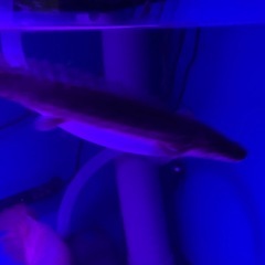 ビキールラプラディの画像
