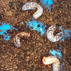 サタンオオカブト　幼虫の画像