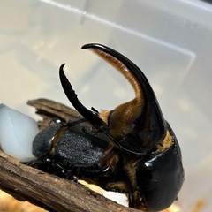 サタンオオカブト　幼虫の画像