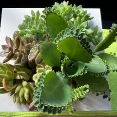 多肉植物の画像