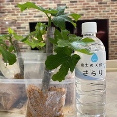 白イチジク　バナーネの挿し木苗　1本の画像