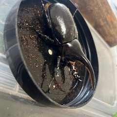 値下げしてます、OAKS血統カブトムシ、ヘラクレスオオカブトペアの画像