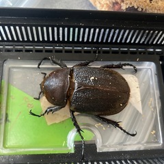 値下げしてます、OAKS血統カブトムシ、ヘラクレスオオカブトペアの画像