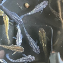 メダカ　サボラメ　7匹の画像