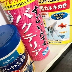白コリドラス2 オトシン1 グッピー3~4 ネオンテトラ2 写真のセットの画像