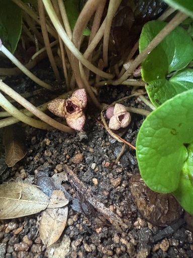 観葉植物?カンアオイ