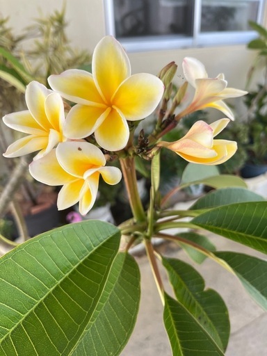 プルメリア　　白黄花