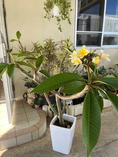 プルメリア　　白黄花