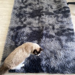【本日お渡し可能】カーペット、ラグの画像