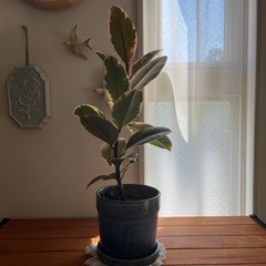 フィカス（鉢込）の画像