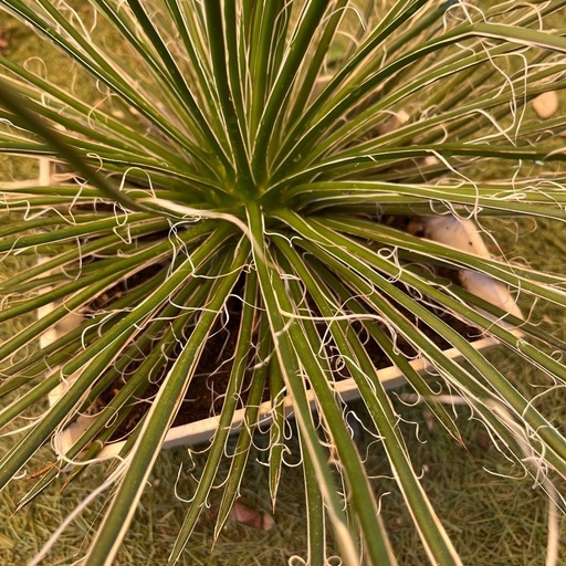 アガベ・ゲミニフローラ　観葉植物
