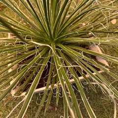 アガベ・ゲミニフローラ　観葉植物の画像