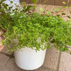 🌿ワイヤープランツ🌿伸び切ったセダム🌿の画像