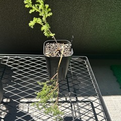 ペラルゴニウム　トリステ　塊根植物の画像