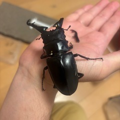 ギラファノコギリクワガタ　97mm　角折れの画像