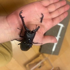 ギラファノコギリクワガタ　97mm　角折れの画像