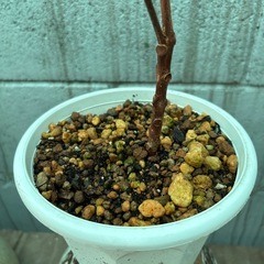 クロトン・観葉植物の画像