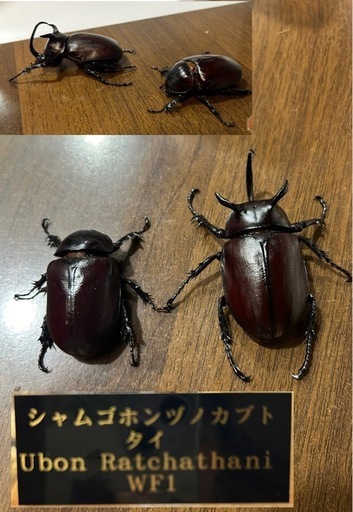クワガタ