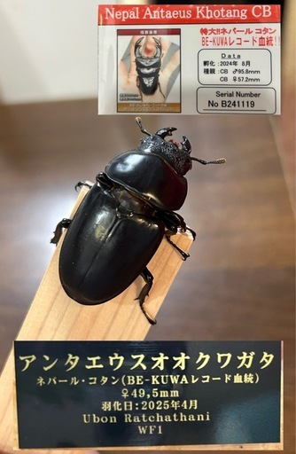 クワガタ