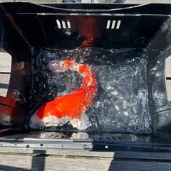 錦鯉 紅白°･🐠の画像